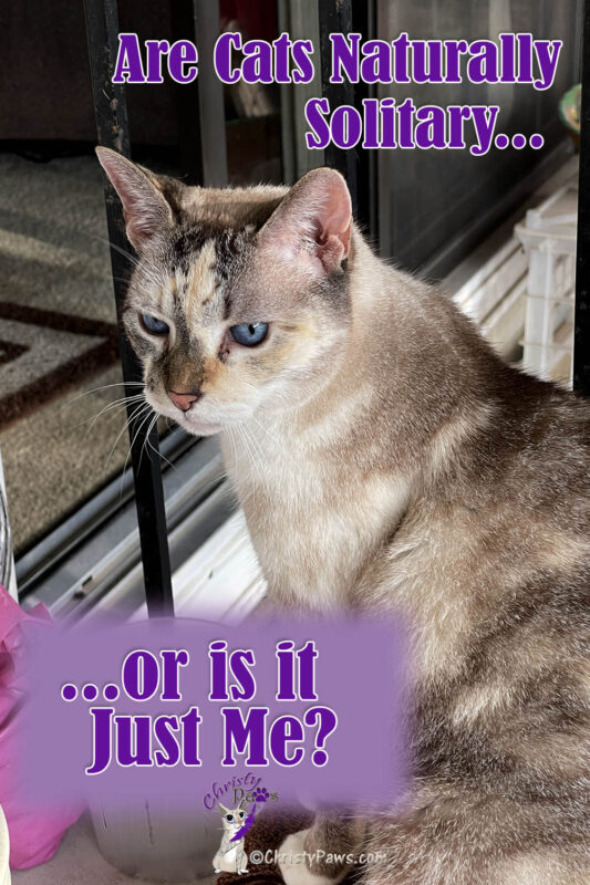 blue-eyed cat with text overlay: Are Cats Naturally Solitary...or is it Just Me?
